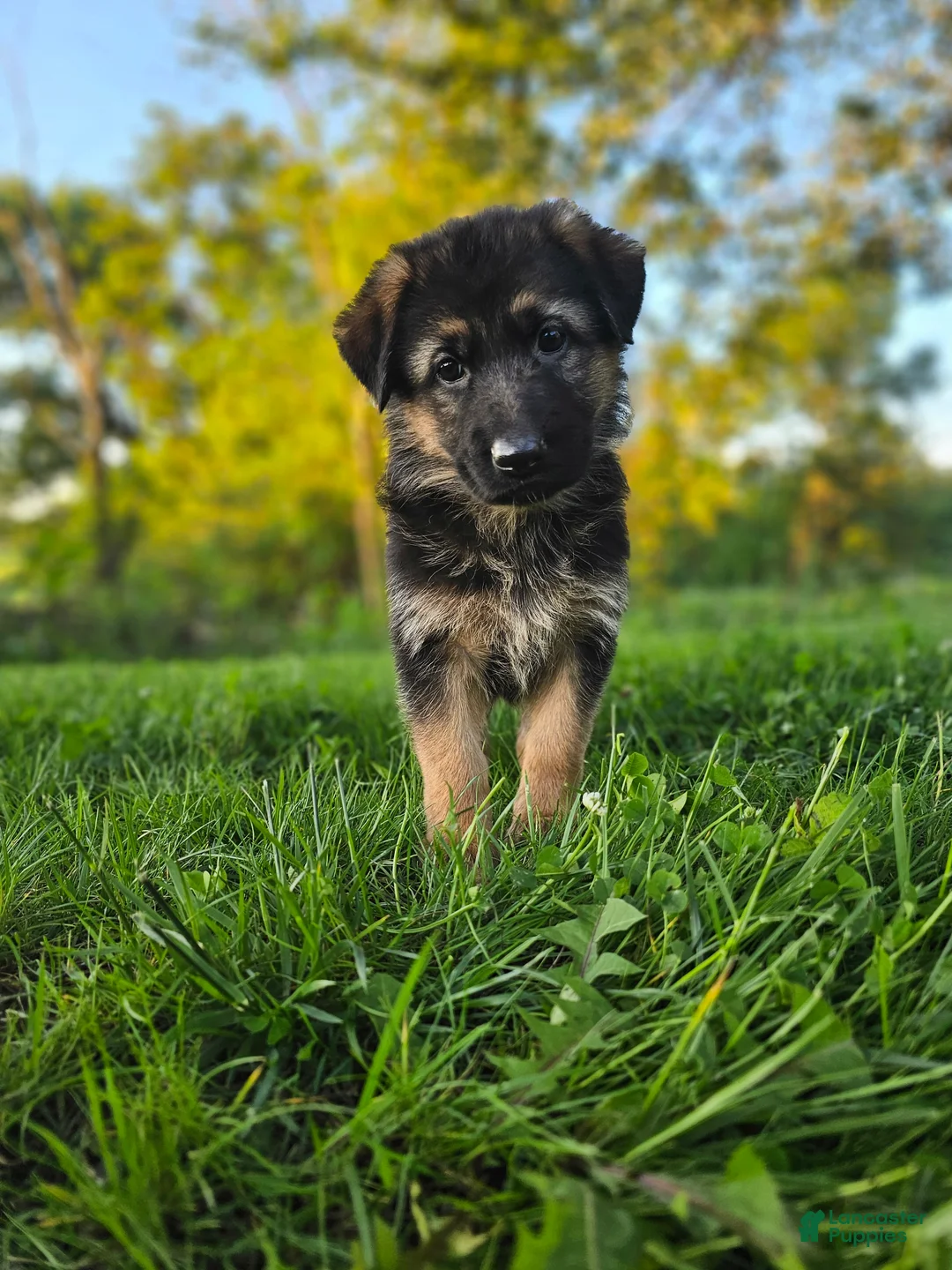 German Shepherd dogs for sale: Abby - Ad 1