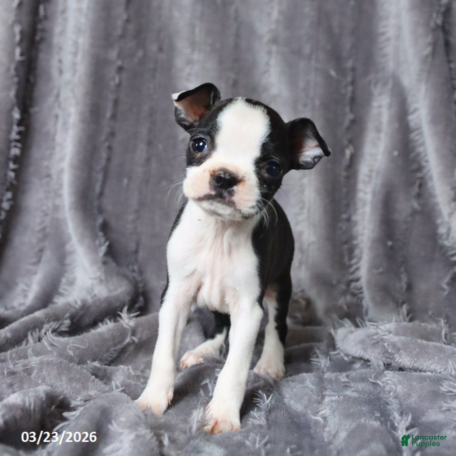 Boston Terrier dogs Ruby - Ad 2