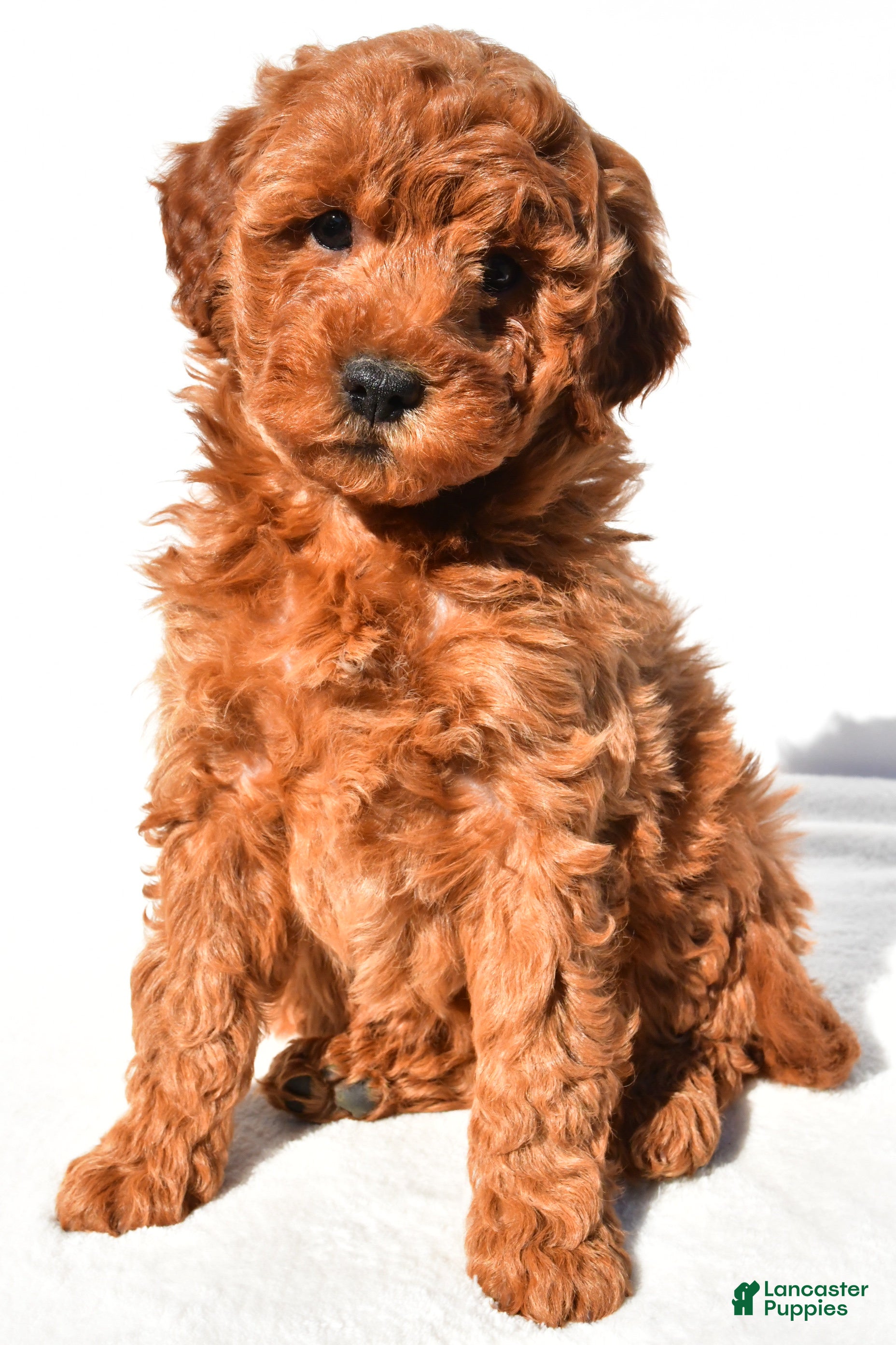 Mini Goldendoodle dogs Layla - Ad 1