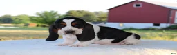 Basset Hound dogs for sale: Prince - Ad 3