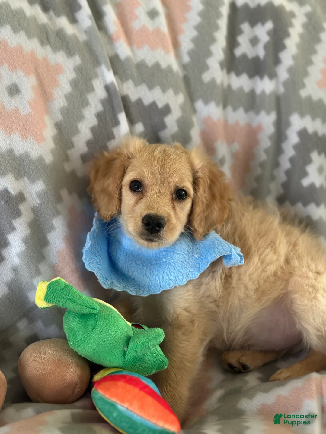 Mini Goldendoodle dogs for sale: Toby - Ad 1