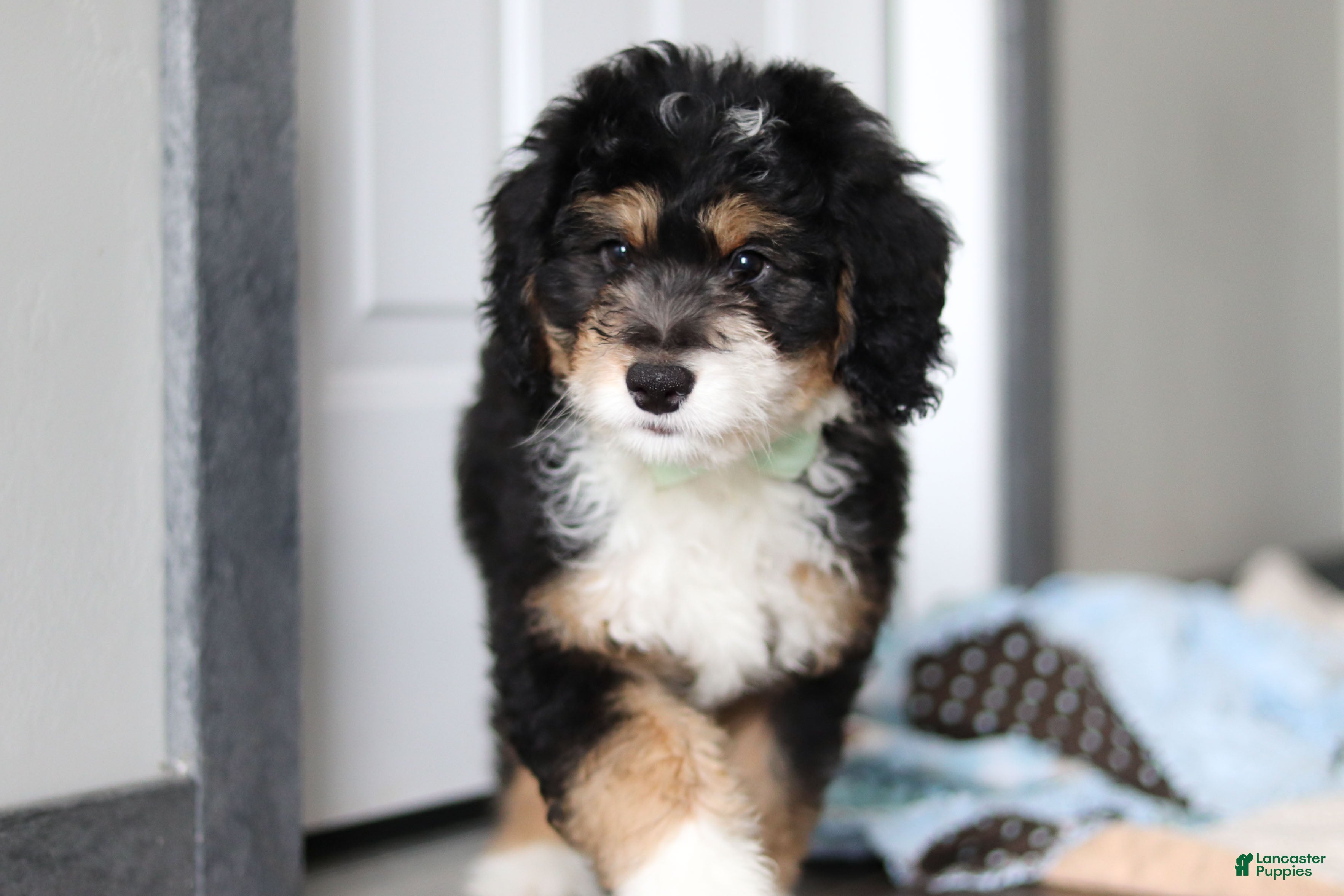 Mini Bernedoodle dogs for sale: Brock - Ad 3