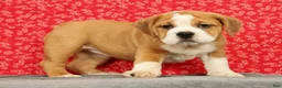 Beabull dogs for sale: Zoey - Ad 4