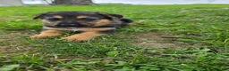 German Shepherd dogs for sale: German Shepherd Puppy 2 - Ad 2
