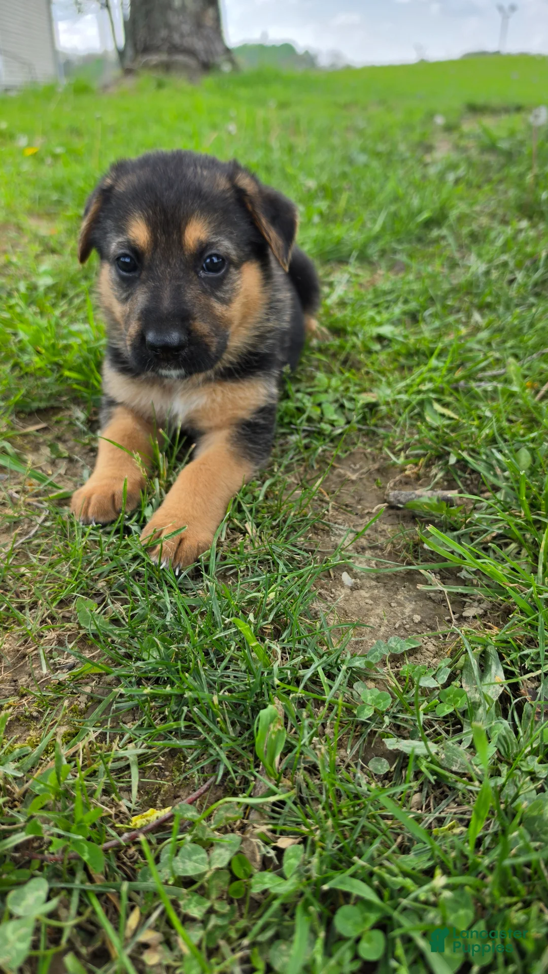 German Shepherd dogs for sale: German Shepherd Puppy 2 - Ad 2
