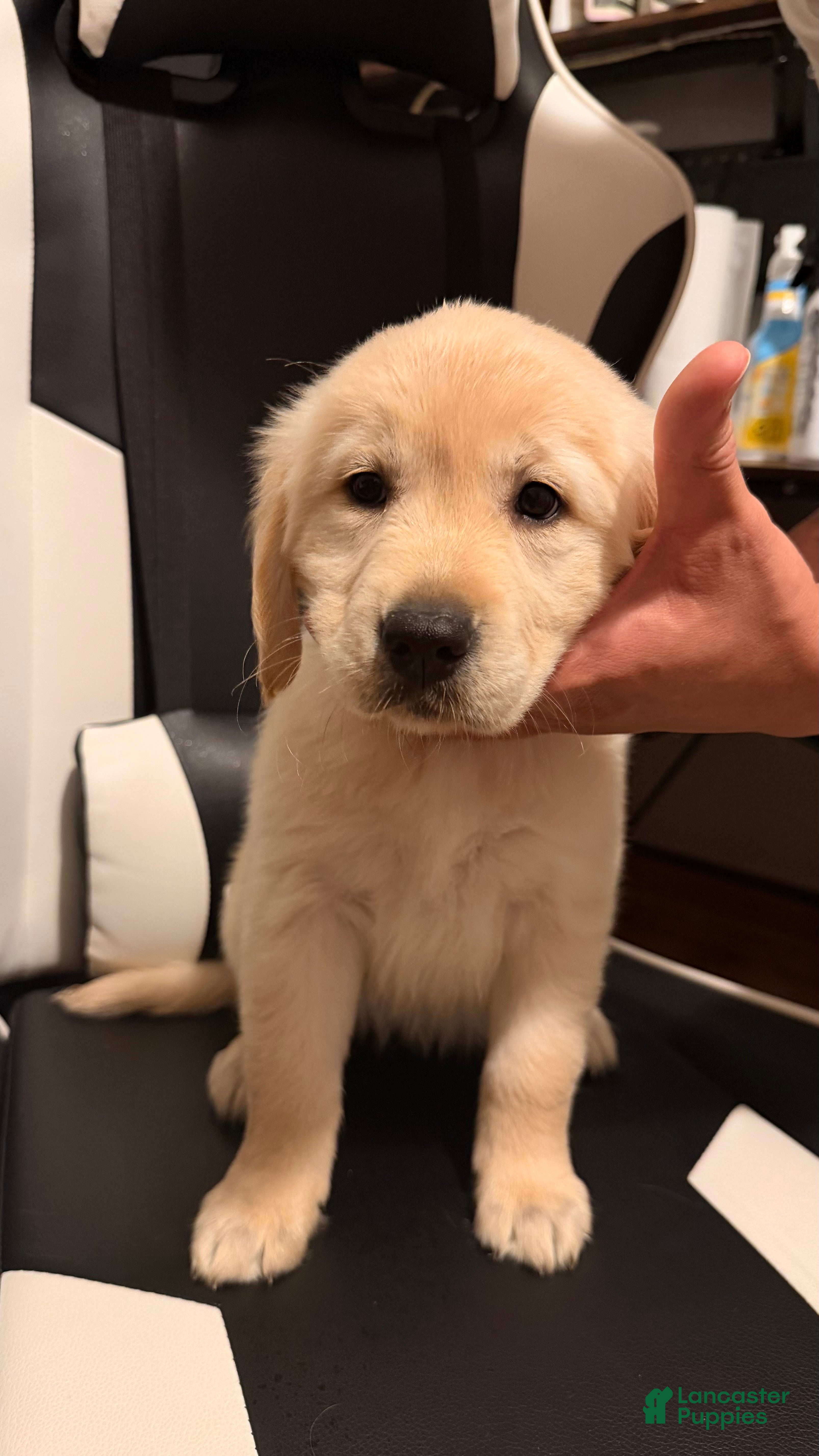 Golden Retriever dogs Light pink  - Ad 1