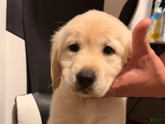 Golden Retriever dogs Light pink - Ad 1