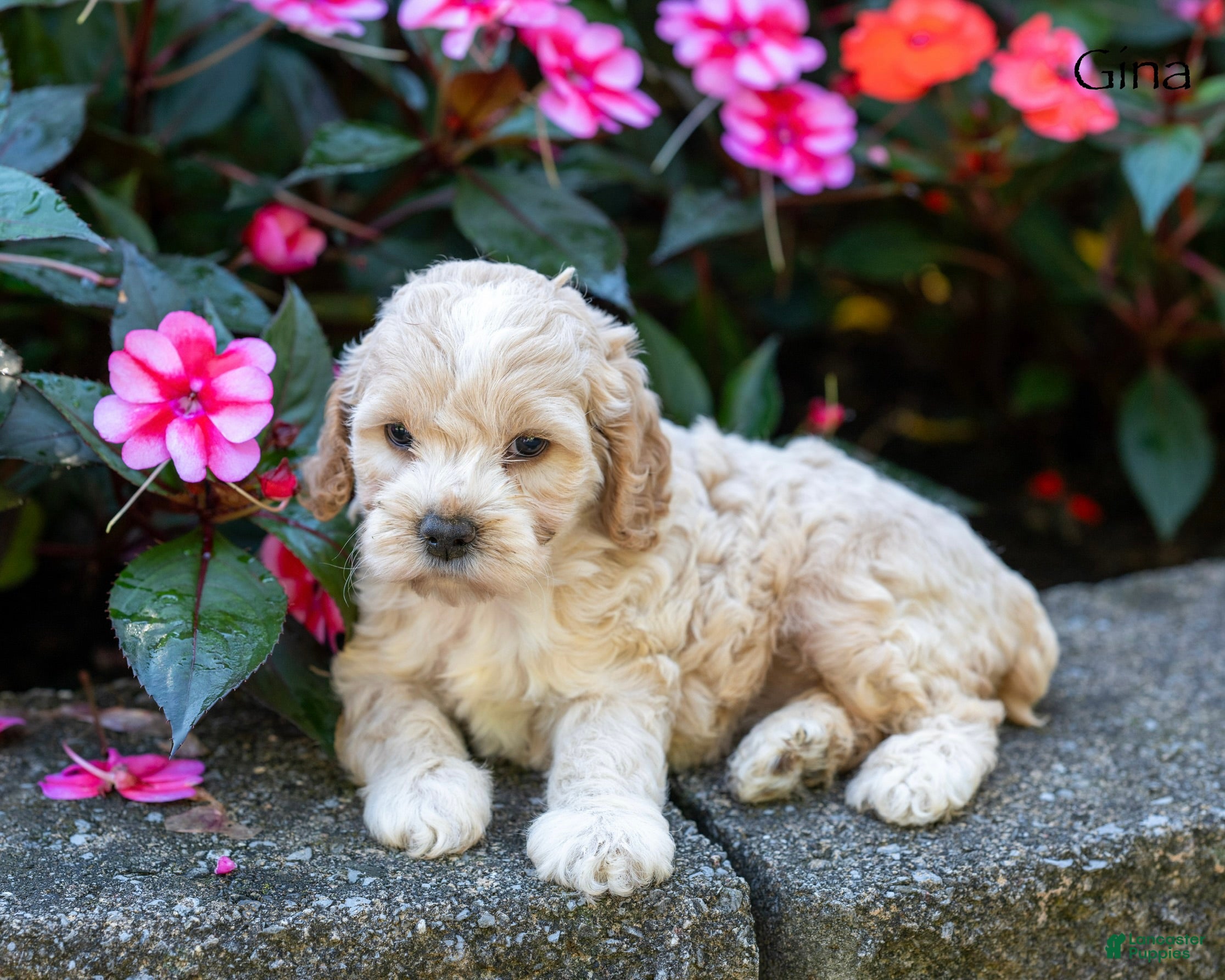 Cockapoo dogs Gina - Ad 1