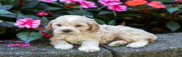 Cockapoo dogs for sale: Gina - Ad 1