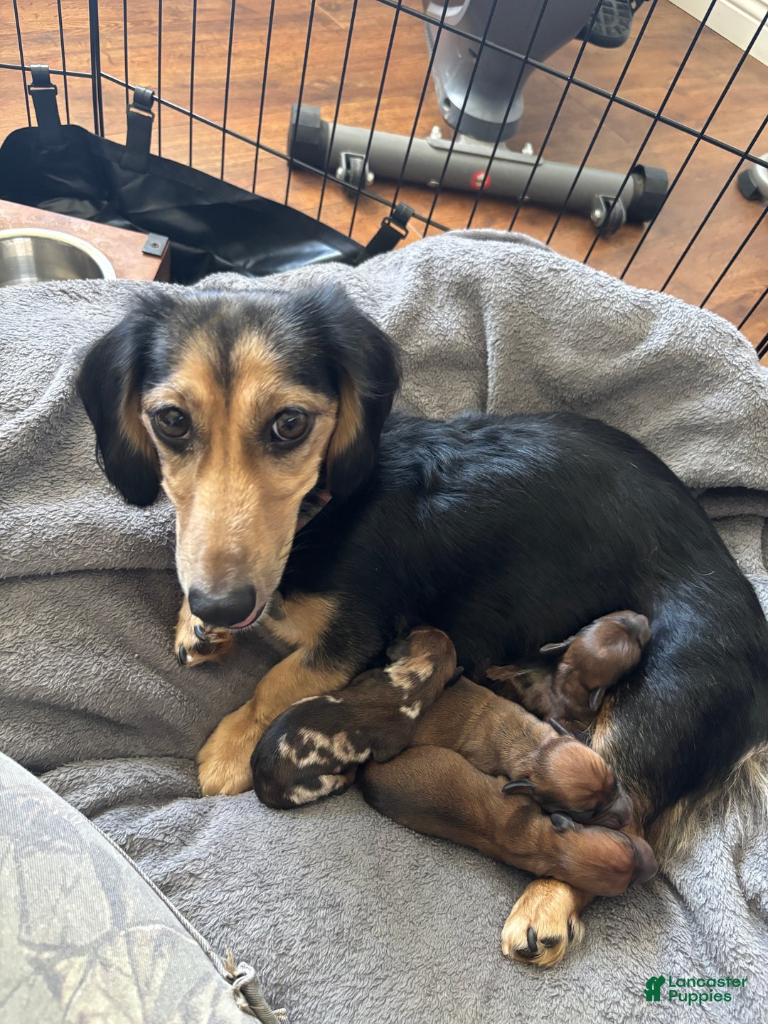 Dachshund dogs for sale: Dachshund Puppy 3 - Ad 5