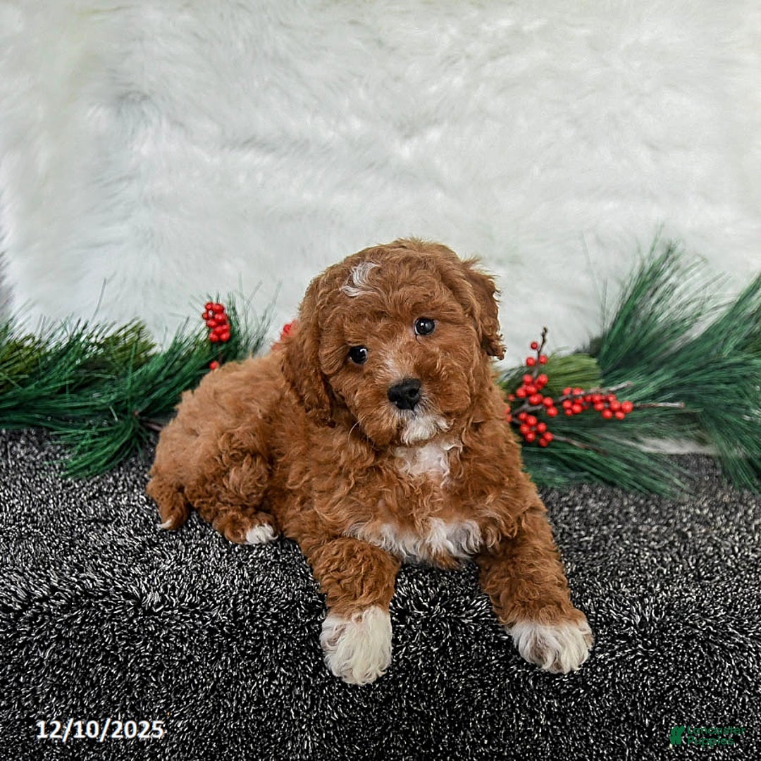 Toy Poodle dogs for sale: Rudolph - Ad 4