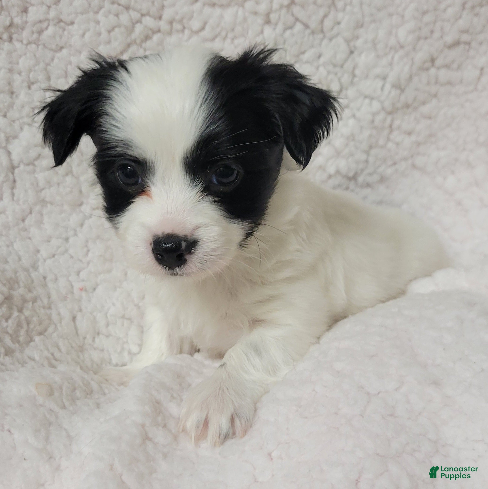 Havanese dogs Havanese 1 Rocker  - Ad 2