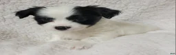 Havanese dogs for sale: Havanese 1 Rocker  - Ad 2
