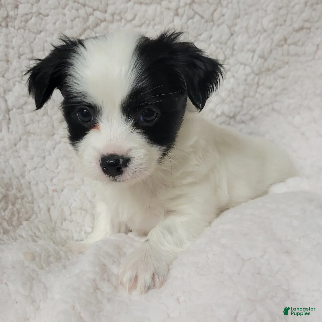 Havanese dogs for sale: Havanese 1 Rocker  - Ad 2