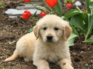 Golden Retriever dogs for sale: Sarah - Ad 1