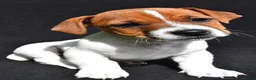 Jack Russell Terrier dogs for sale: Bella - Ad 4