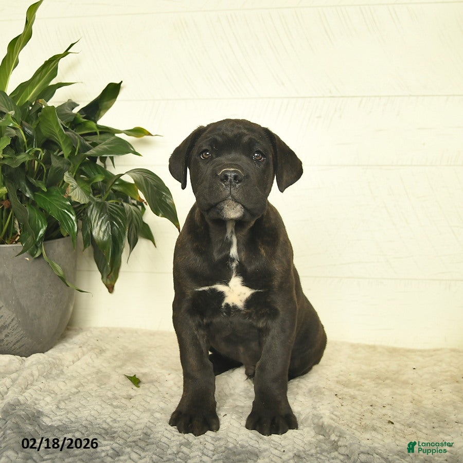 Cane Corso dogs Fido - Ad 1