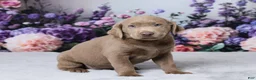 Labrador Retriever dogs for sale: Denali - Ad 5
