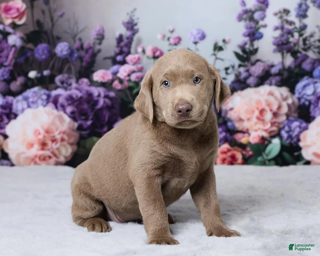 Labrador Retriever dogs for sale: Denali - Ad 5