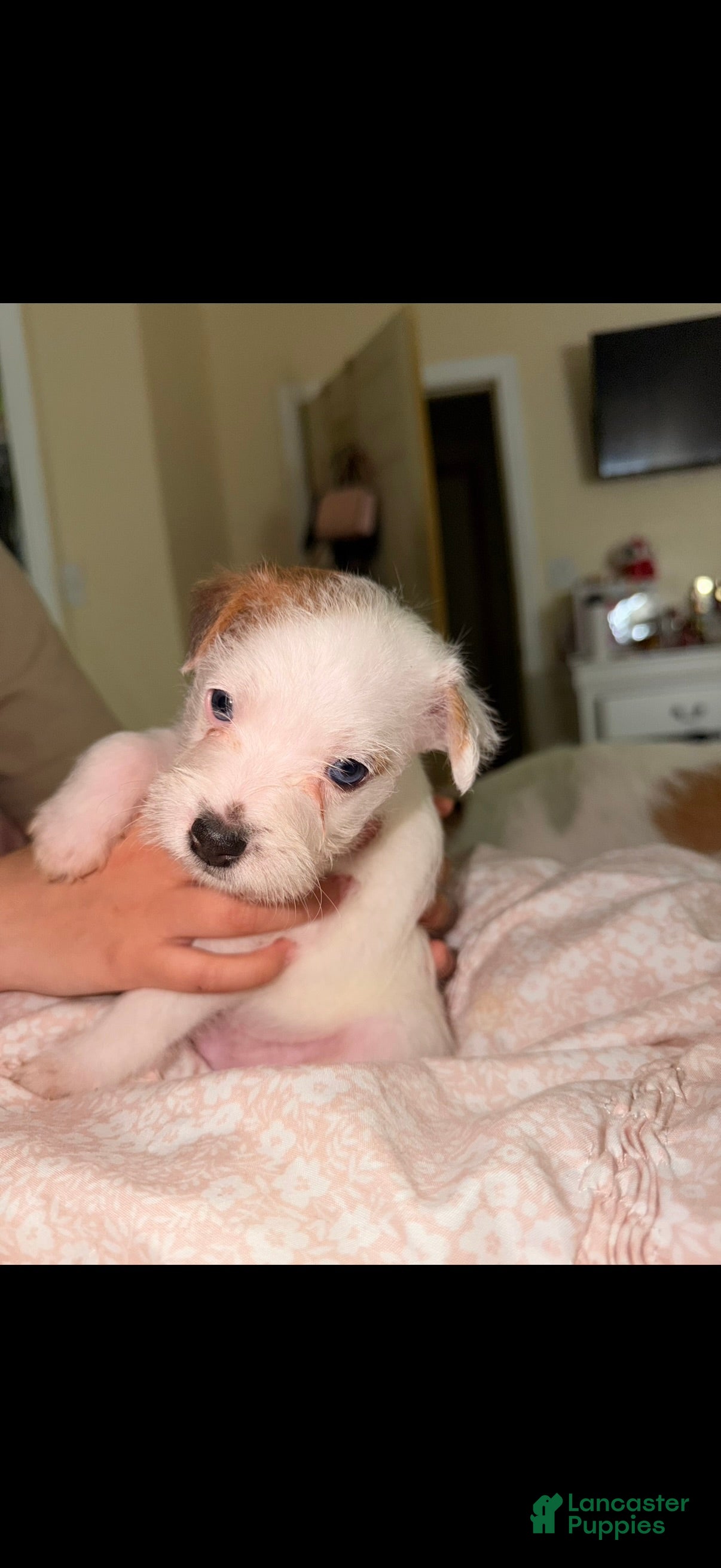 Jack Russell Terrier dogs Jack Russell Terrier Puppy 2 - Ad 4