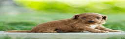 Labradoodle dogs for sale: Winnie Labradoodle  - Ad 2