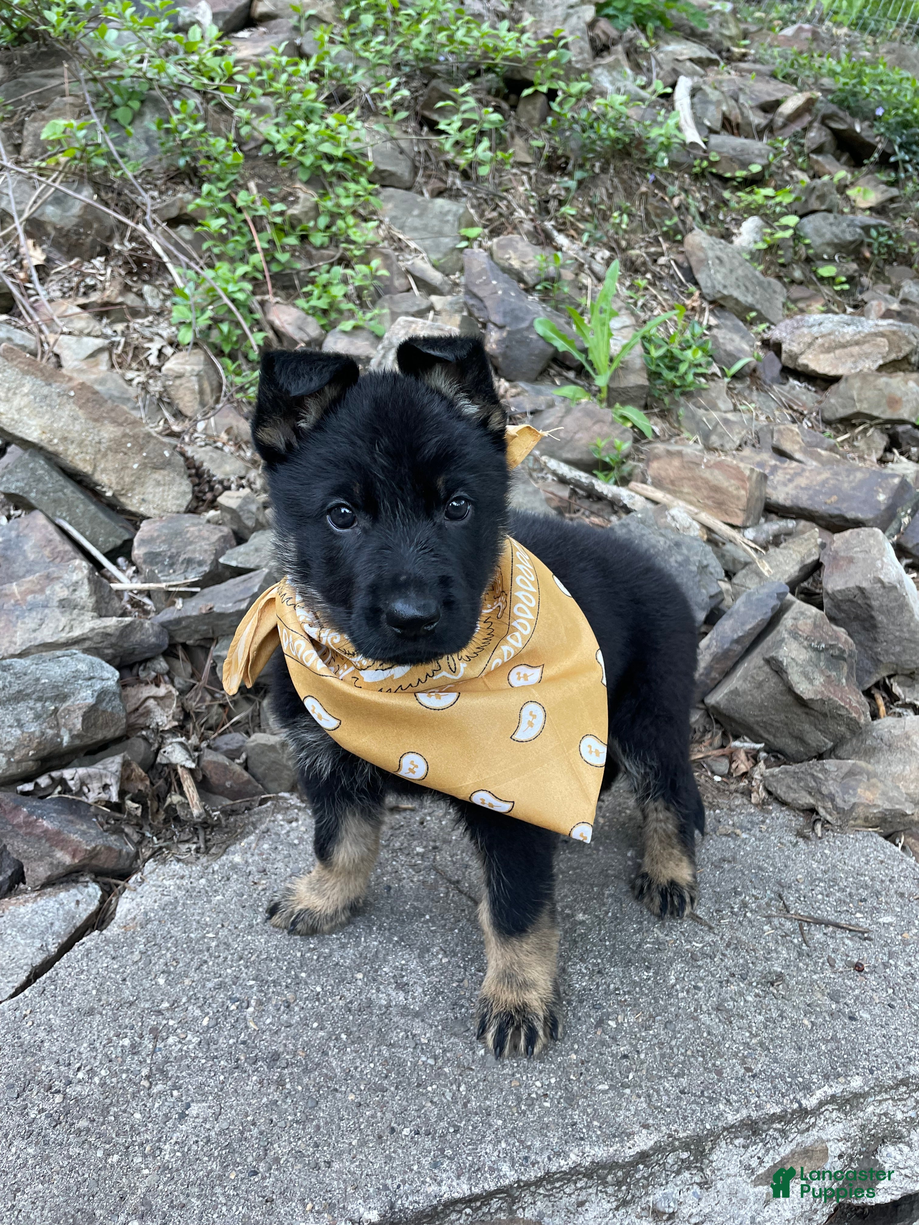 German Shepherd dogs Collar Tan  - Ad 2