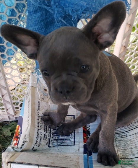 French Bulldog dogs Cali - Ad 2
