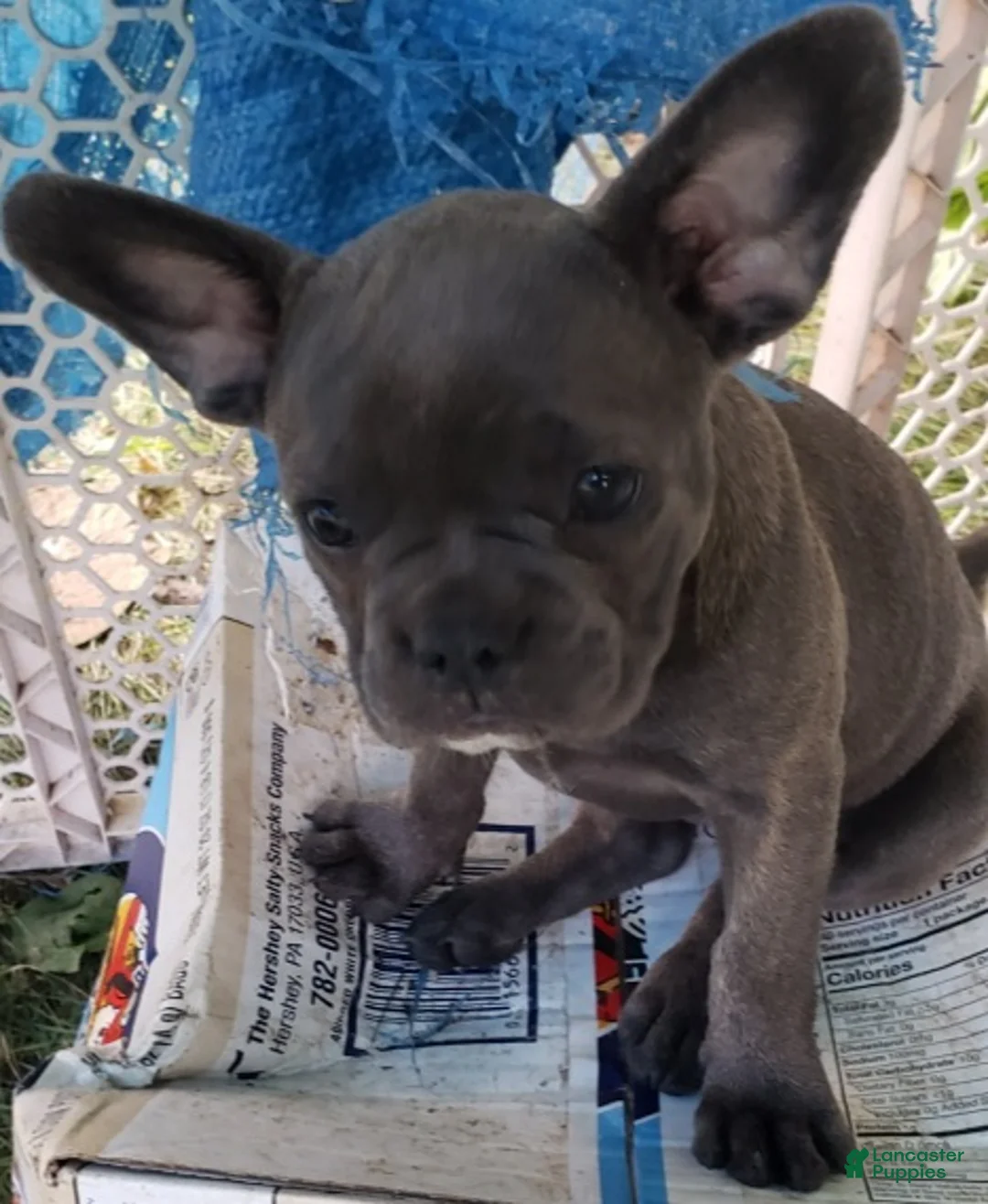 French Bulldog dogs for sale: Cali - Ad 2