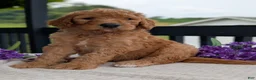 Goldendoodle dogs for sale: Parker - Ad 24