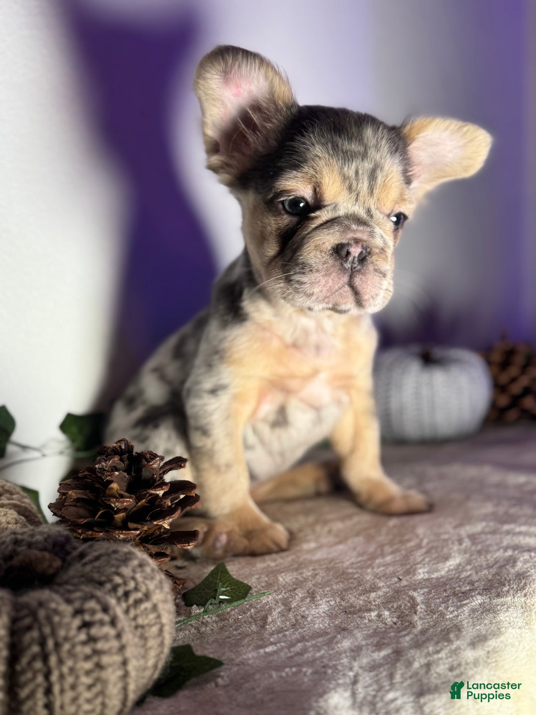 French Bulldog dogs for sale: Blue tan Merle Big Rope Fluffy Female - Ad 5