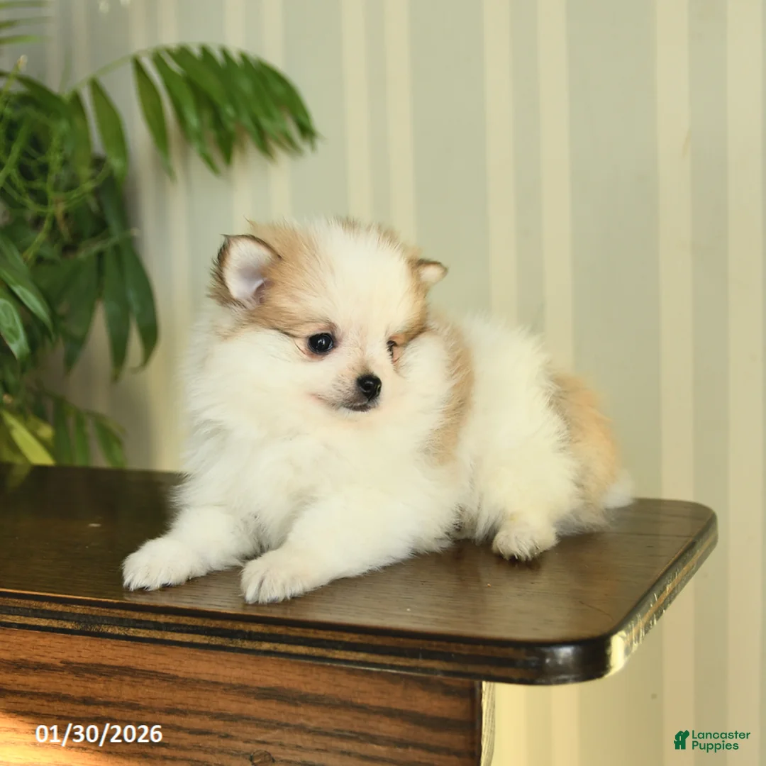 Pomeranian dogs for sale: Cassie   - Ad 3