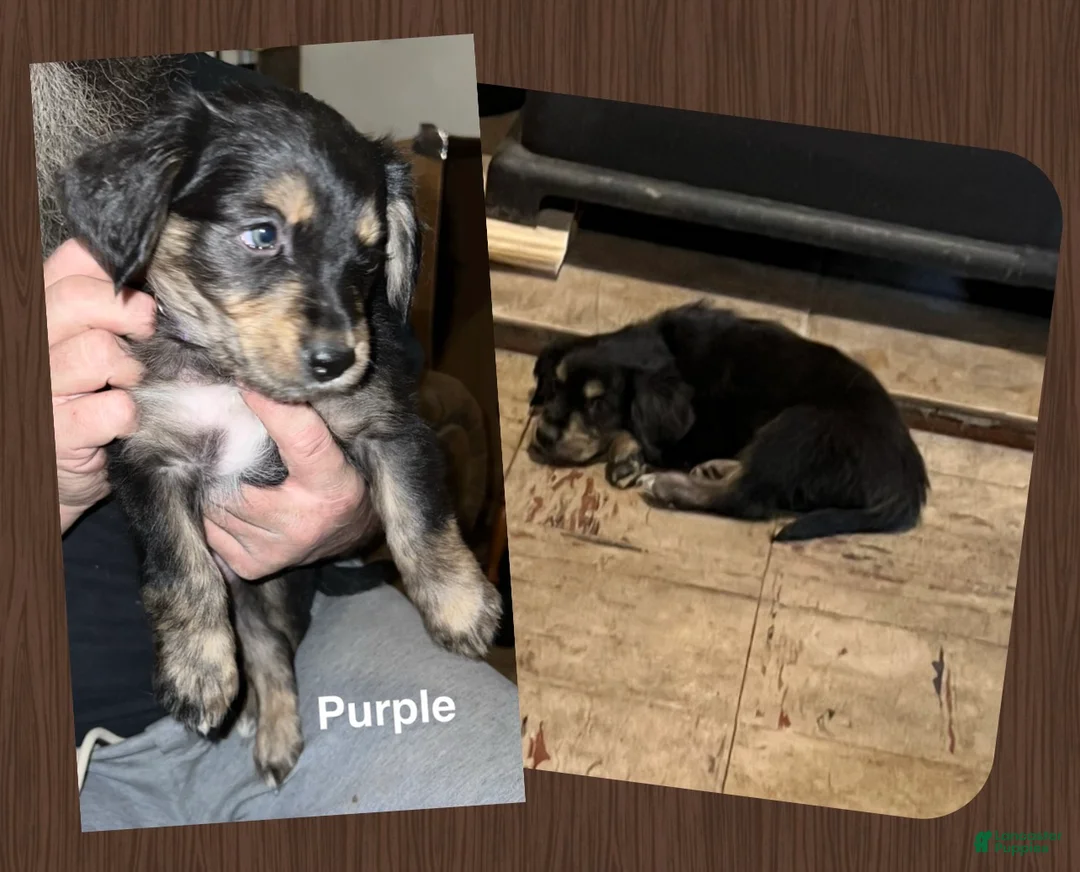 Mixed Breed dogs for sale: Purple Collar Puppy  - Ad 1