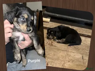Mixed Breed dogs Purple Collar Puppy - Ad 37