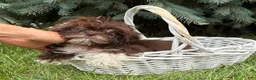 Shih Tzu dogs for sale: Hazelnut - Ad 4