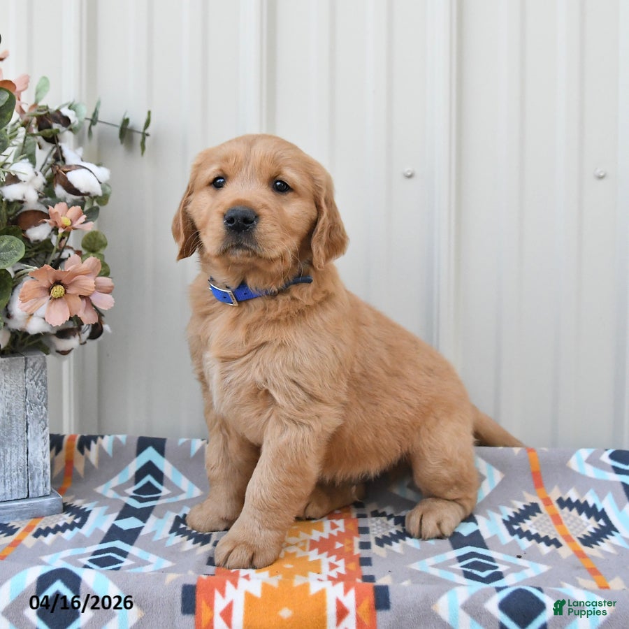 Golden Retriever dogs Griffin - Ad 1