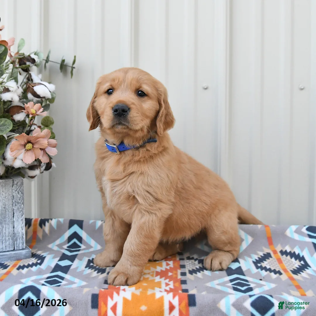 Golden Retriever dogs for sale: Griffin - Ad 1