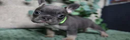 French Bulldog dogs for sale: Derek  - Ad 7