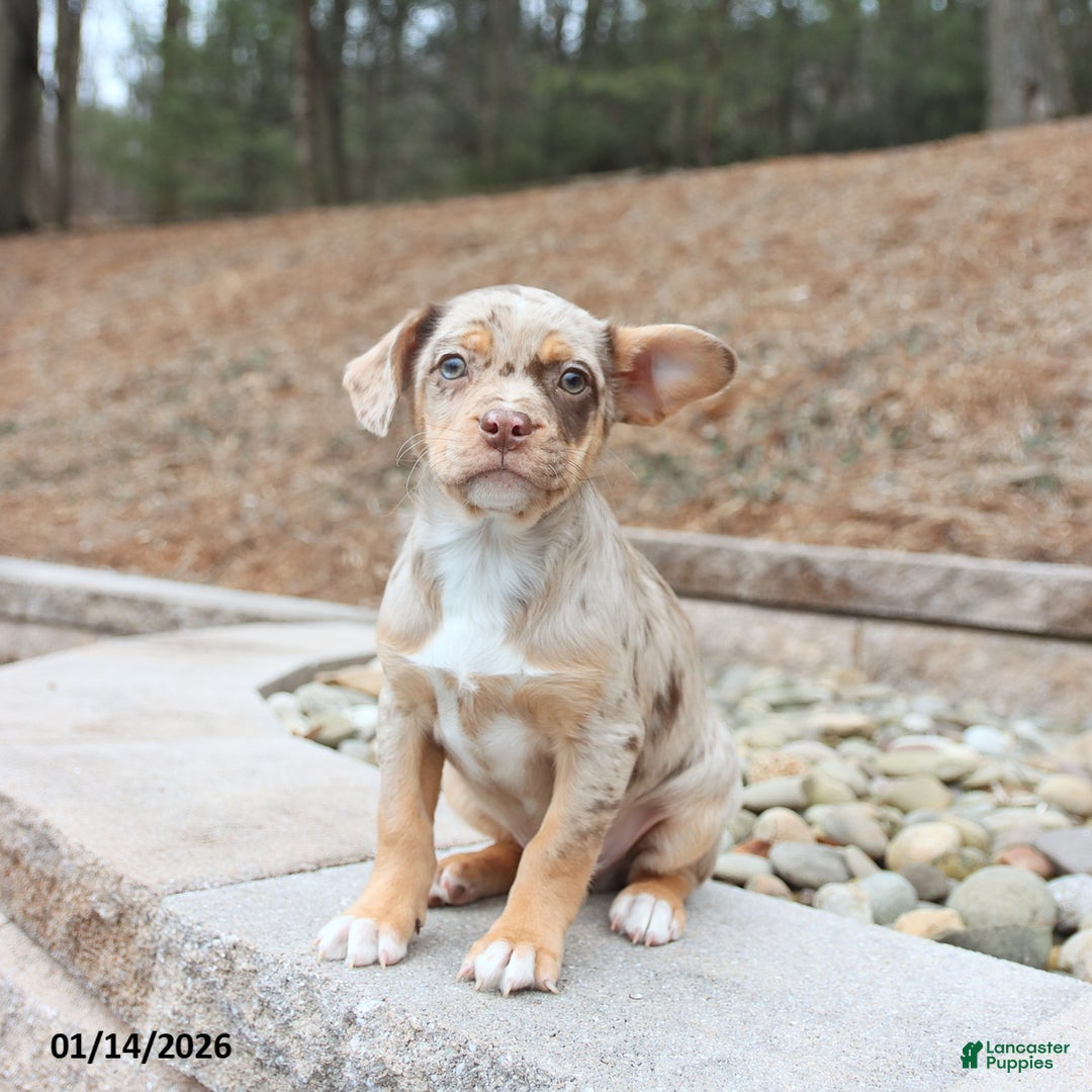 Mixed Breed dogs for sale: Maverick - Ad 2