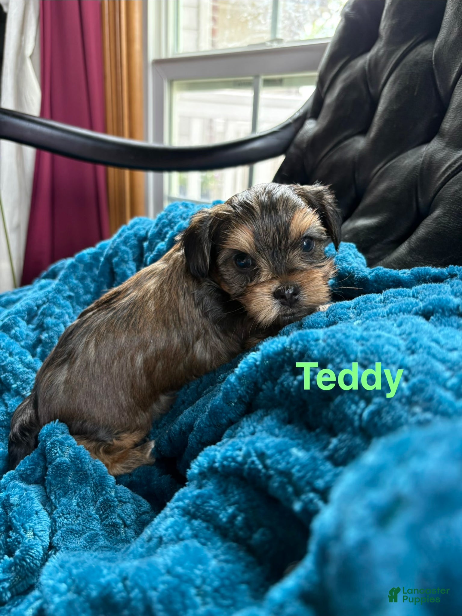 Yorkshire Terrier dogs Yorkshire Terrier Puppy 2 - Ad 4