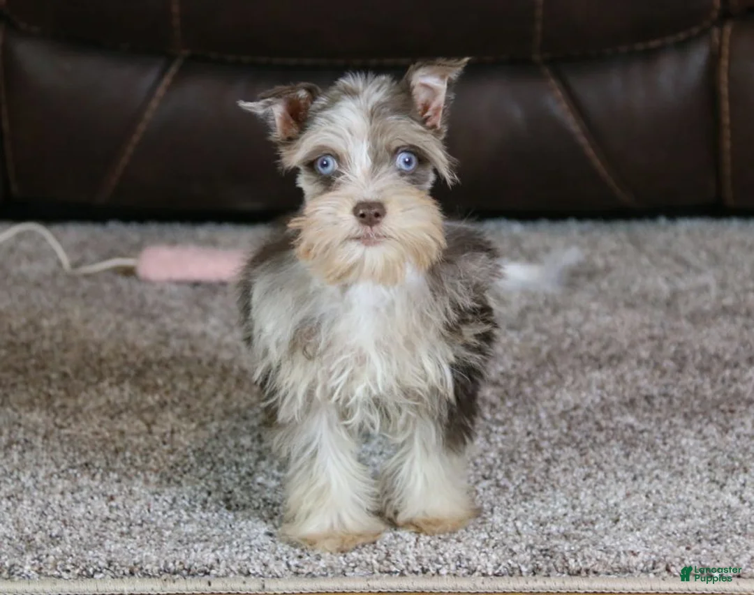 Miniature Schnauzer dogs for sale: Cosmo - Ad 2