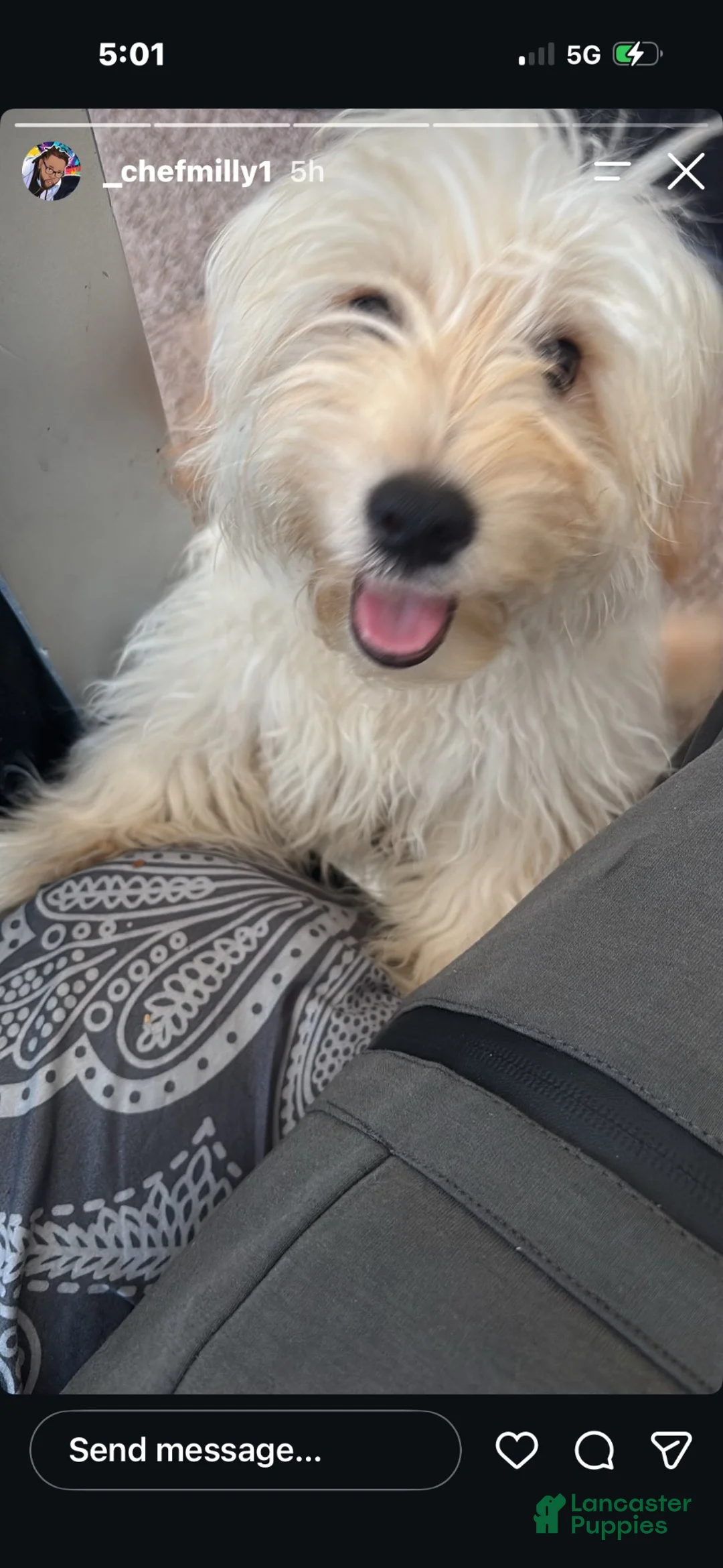 Mixed Breed dogs for sale: Mixed Breed 1 - Ad 3