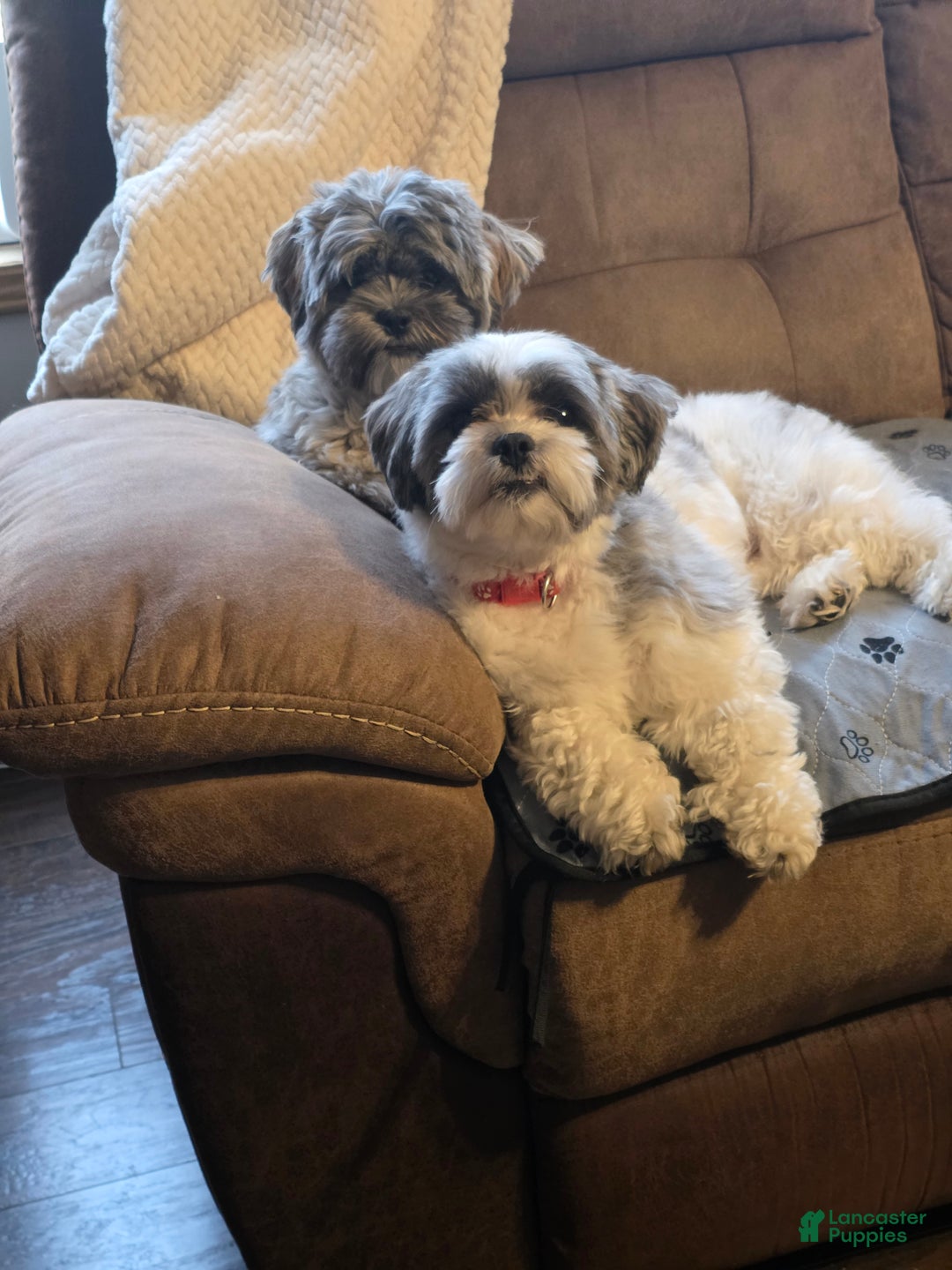 Mixed Breed dogs for sale: Mixed Breed Puppy 2 (Lincoln) - Ad 7