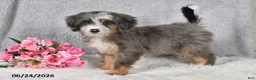 Mini Bernedoodle dogs for sale: Darcy - Ad 3