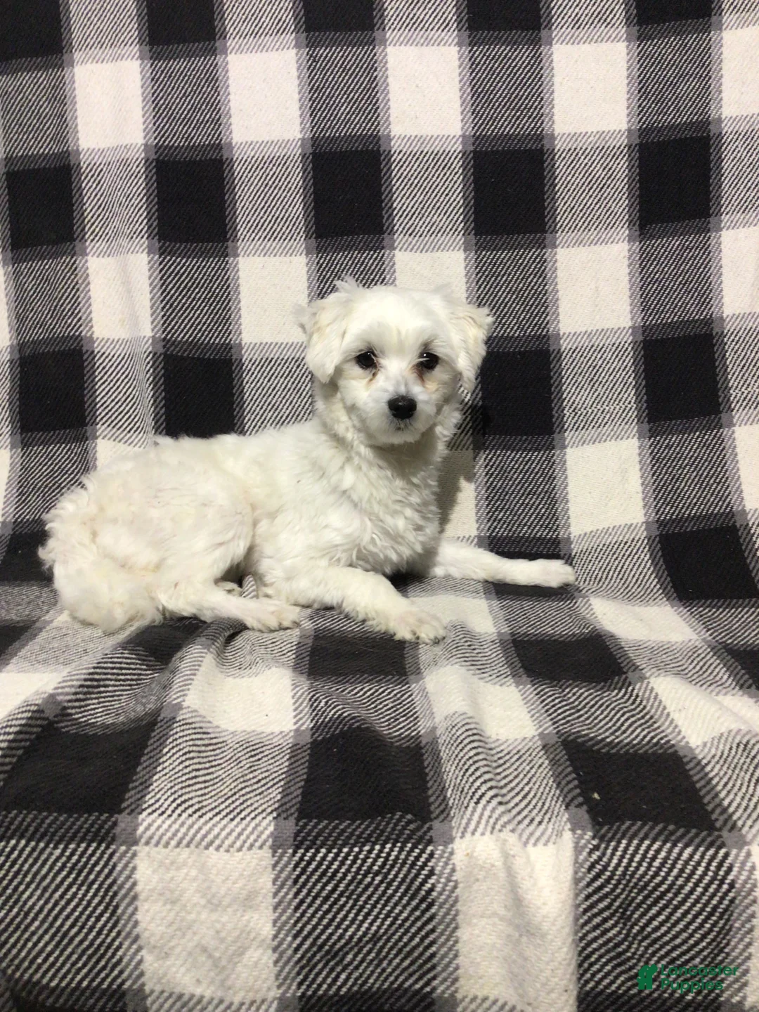 Maltese dogs for sale: Alexander - Ad 8