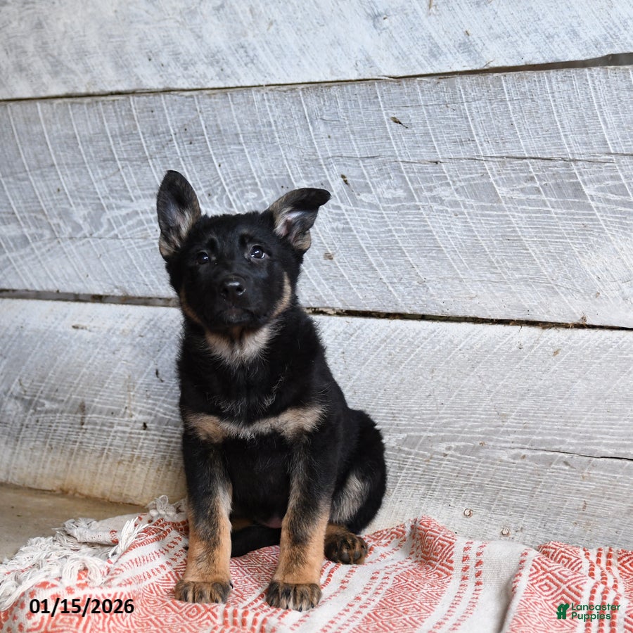 German Shepherd dogs Bessie  - Ad 7
