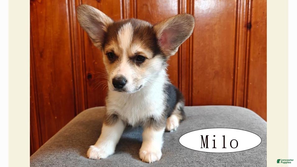Welsh Corgi Pembroke dogs Milo - Ad 1