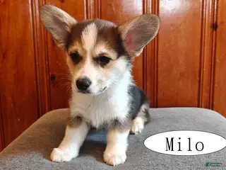 Welsh Corgi Pembroke dogs for sale: Milo - Ad 3