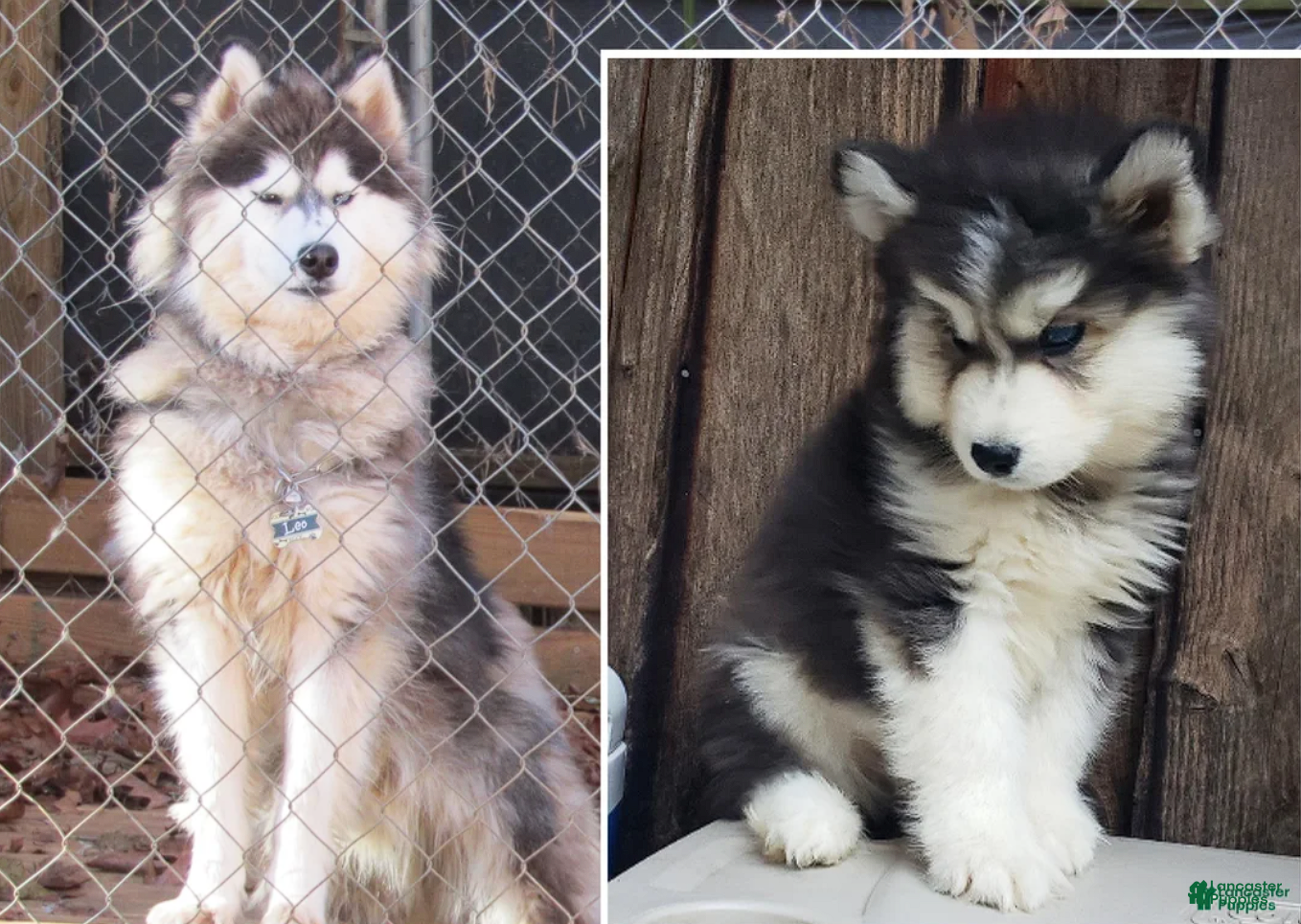 Siberian Husky dogs Siberian Husky litter of 1 Stud - Ad 2