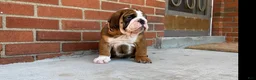 English Bulldog dogs for sale: English Bulldog Puppy 2 - Ad 11