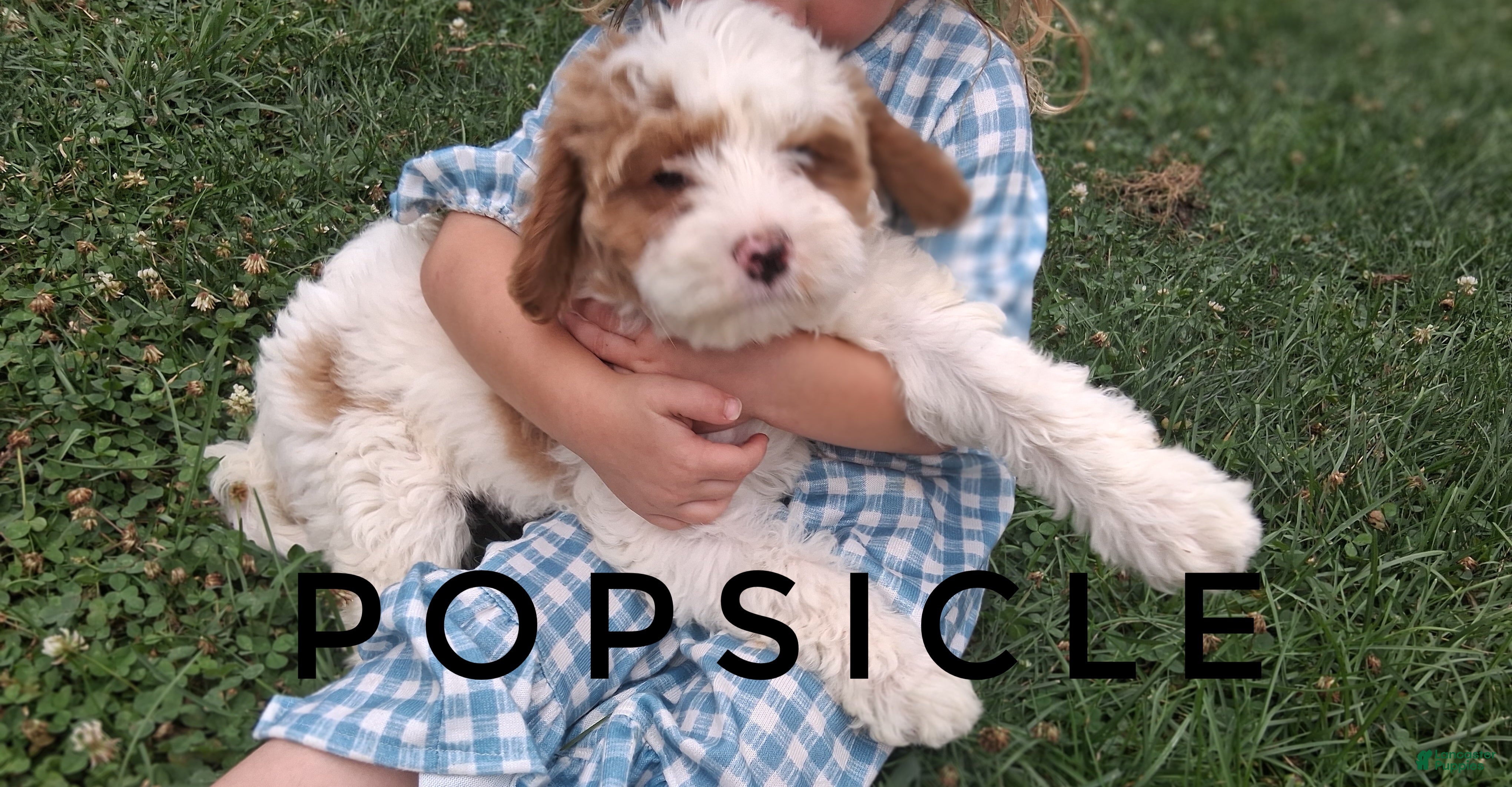 Cavapoo dogs Popsicle joy - Ad 2